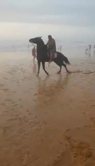 Galop au coucher du soleil sur la plage