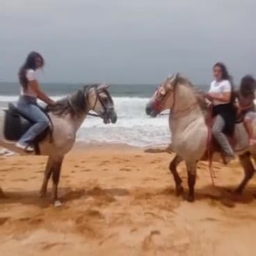 Nos chevaux face aux vagues