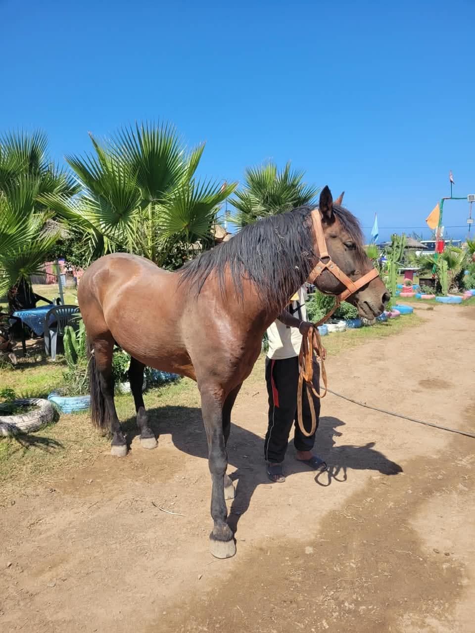Cheval et cavalier dans le jardin du domaine